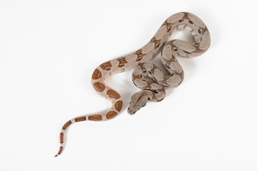 BabyHypo2