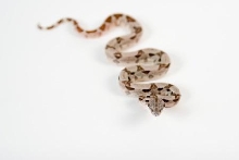 babyhypo4