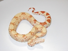albino het. stripe