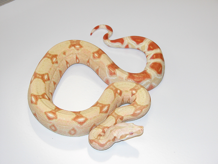 albino het. stripe