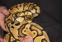 Graziani female