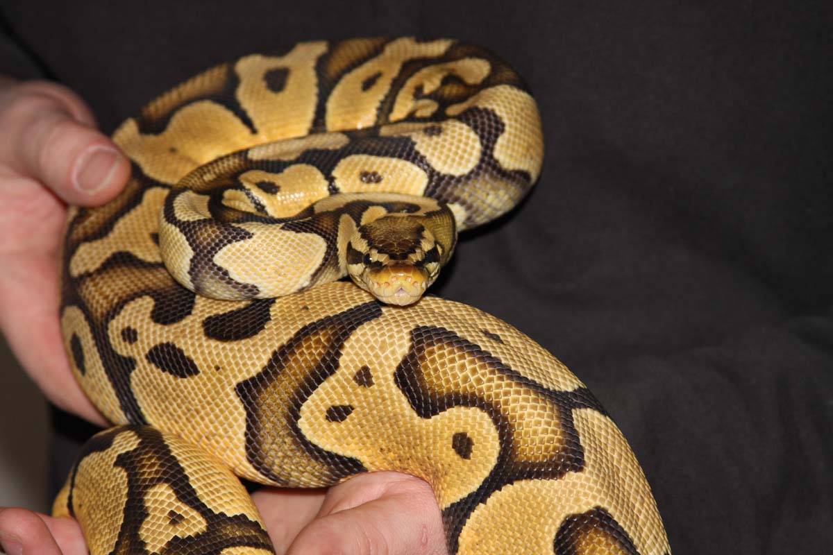 Graziani female