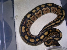 CH Granite male