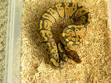 Graziani Orange Ghost