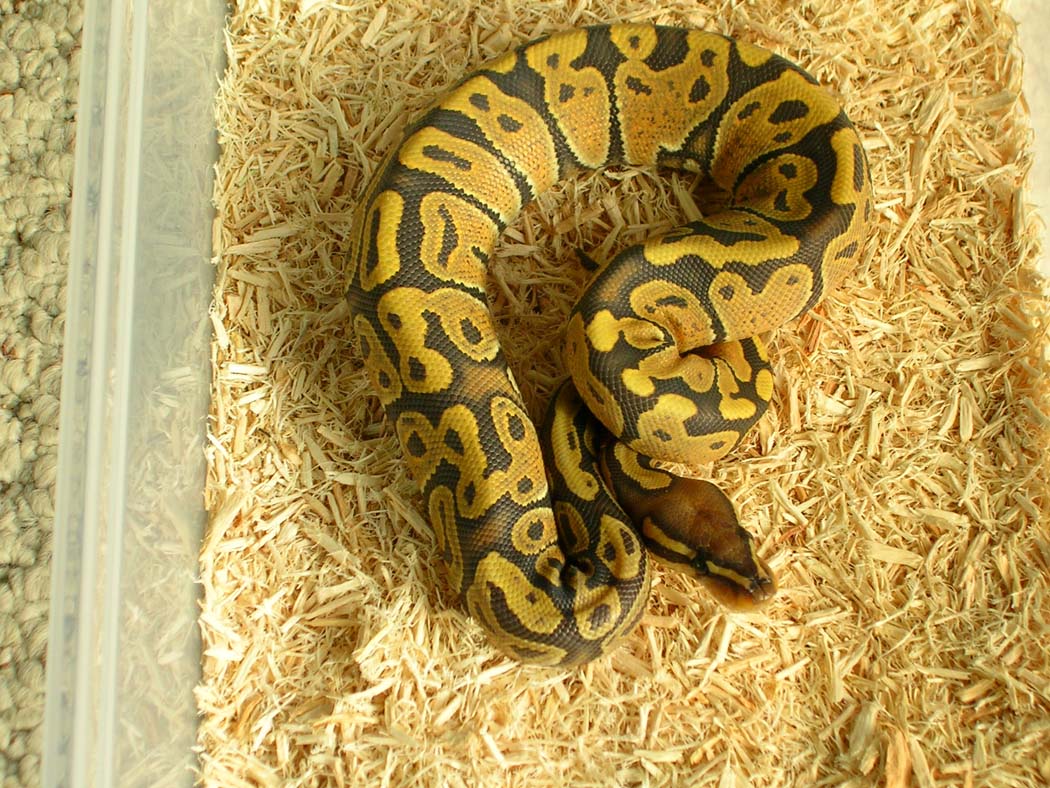 Graziani Orange Ghost