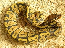 Graziani Orange Ghost
