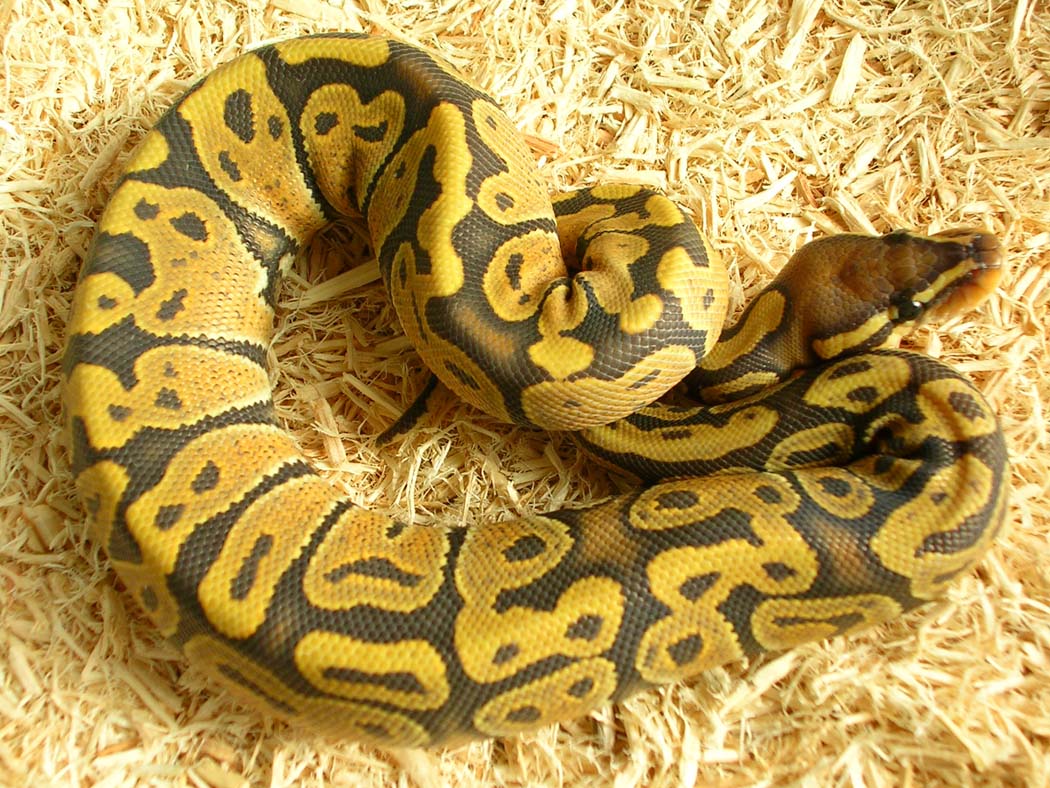Graziani Orange Ghost