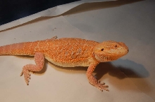 Daichu hypo male