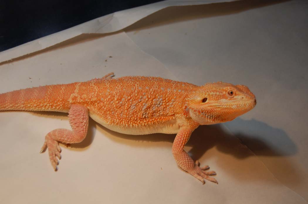 Daichu hypo male