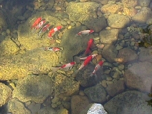 My pond fish