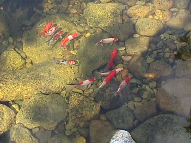 My pond fish