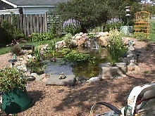 My Pond