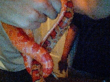 cornfed and slithers