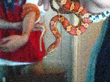 both corns