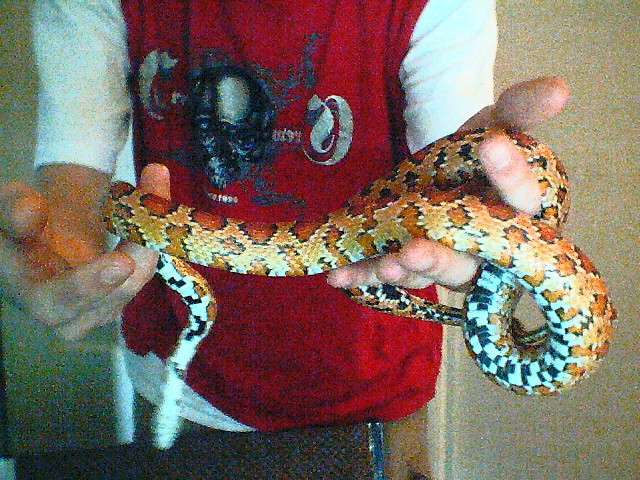 cornfed side shot