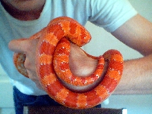 Slithers..