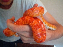 Saddle shot of slithers