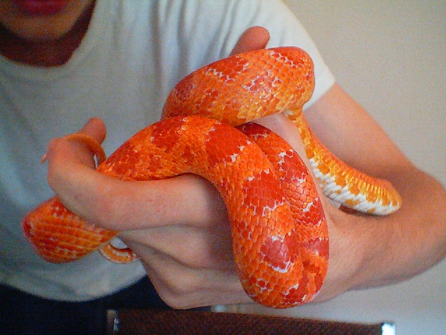 Saddle shot of slithers