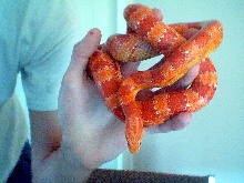 Slithers..my corn