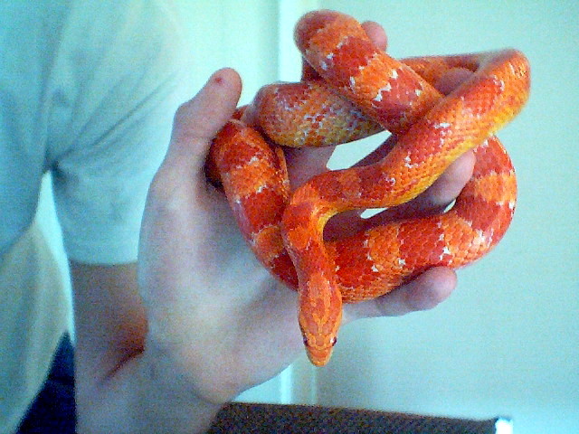 Slithers..my corn