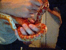 snakes