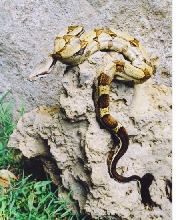 striped tail