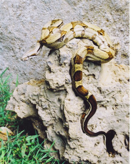 striped tail