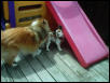 Playing together