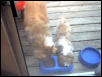 Best doggie friends...