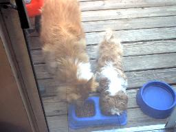 Best doggie friends...
