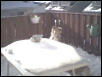 Goldie having fun in the snow.