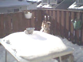 Goldie having fun in the snow.