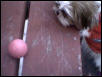 Daisy trying to reach for a ball...