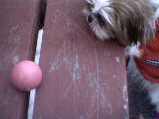 Daisy trying to reach for a ball...
