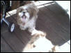 Daisy is yawning...