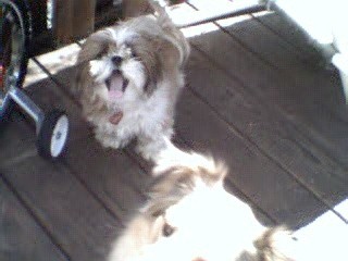 Daisy is yawning...