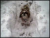 Daisy is filled with snow...