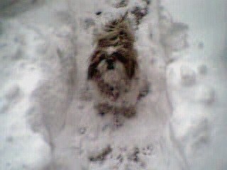 Daisy is filled with snow...