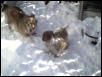 Playing in the snow...