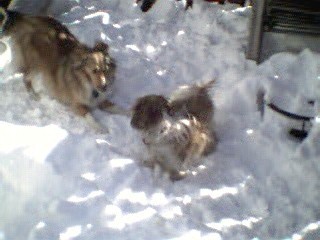 Playing in the snow...