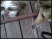 Daisy and Goldie are chewing a rawhide treat.