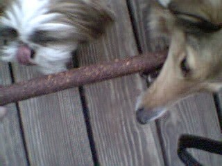 Daisy and Goldie are chewing a rawhide treat.