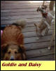 Daisy and Goldy