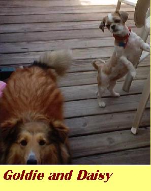 Daisy and Goldy