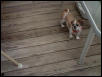 Is Daisy a puppy?