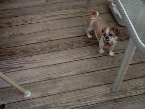 Is Daisy a puppy?