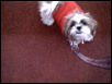 Daisy in the park...