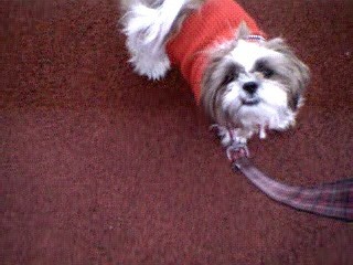 Daisy in the park...