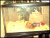 Elephant the Hamster