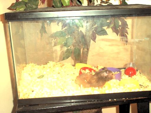 Elephant the Hamster